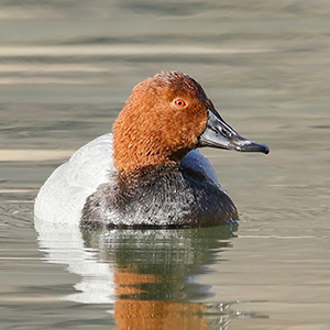 Common Pochard